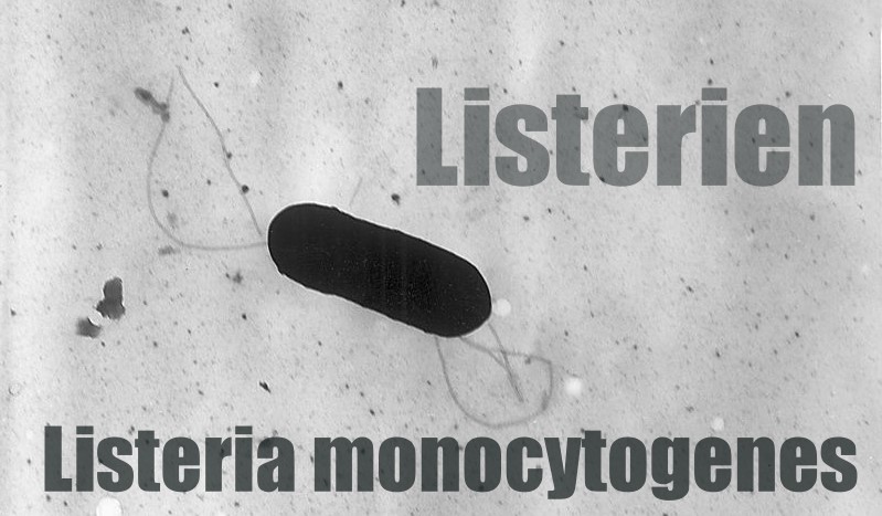 Rückruf: Listerien in REWE Feine Welt Mozarella di Puglia