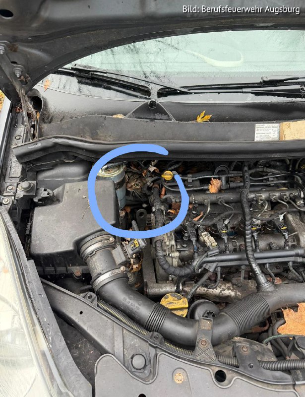 🐱 Спасательная операция в моторе: пожарные в Аугсбурге вытянули застрявшего котёнкаВ Аугсбурге пожарные снова доказали: спасают ...