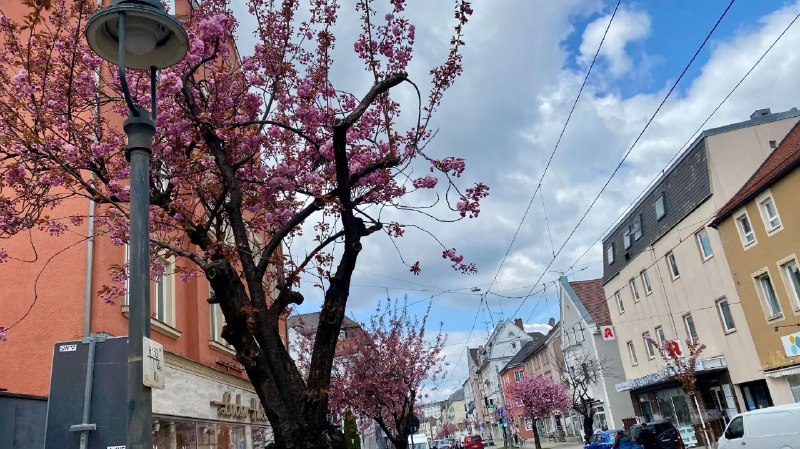 🌸 В Аугсбурге есть место, где наступает весна «по-японски»